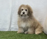 Sadie, a female Bichon Frise and Poodle - Toy  for sale in Dalton, OH – Photo 4 of 10