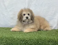 Sadie, a female Bichon Frise and Poodle - Toy  for sale in Dalton, OH – Photo 6 of 10