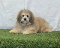 Sadie, a female Bichon Frise and Poodle - Toy  for sale in Dalton, OH – Photo 7 of 10