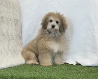 Sadie, a female Bichon Frise and Poodle - Toy  for sale in Dalton, OH – Photo 5 of 10