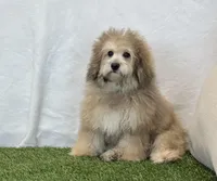 Sadie, a female Bichon Frise and Poodle - Toy  for sale in Dalton, OH – Photo 10 of 10