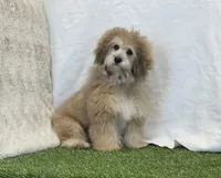 Sadie, a female Bichon Frise and Poodle - Toy  for sale in Dalton, OH – Photo 2 of 10