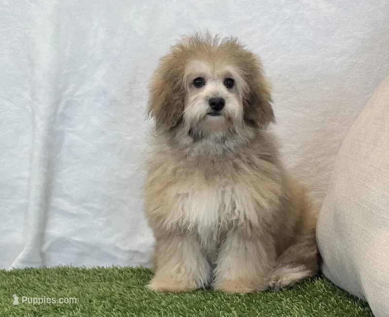 Sadie – Bichon Frise, Poodle - Toy  puppy for sale in Dalton, OH