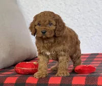 Bandit, a male Cavapoo for sale in Dalton, OH – Photo 6 of 10
