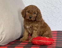 Bandit, a male Cavapoo for sale in Dalton, OH – Photo 8 of 10