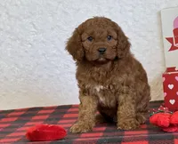 Bandit, a male Cavapoo for sale in Dalton, OH – Photo 4 of 10