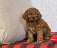 Bandit, a male Cavapoo for sale in Dalton, OH – Photo 9 of 10