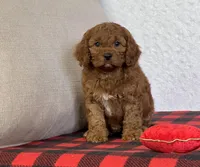 Bandit, a male Cavapoo for sale in Dalton, OH – Photo 10 of 10