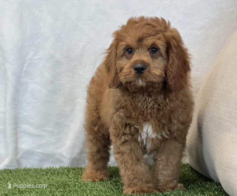 Bandit – Cavapoo puppy for sale in Dalton, OH