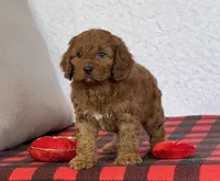 Bandit, a male Cavapoo for sale in Dalton, OH – Photo 2 of 10
