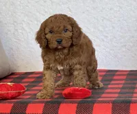 Bandit, a male Cavapoo for sale in Dalton, OH – Photo 1 of 10