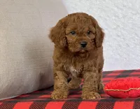 Bandit, a male Cavapoo for sale in Dalton, OH – Photo 3 of 10