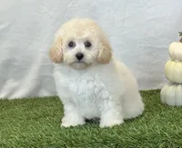 Kylie, a female Bichpoo for sale in Dalton, OH – 4 of 10