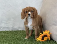Juliet , a female Cavalier King Charles Spaniel for sale in Dalton, OH – 7 of 10