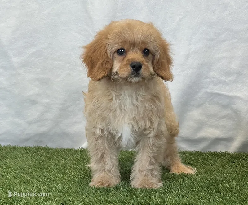 Barney – Cavapoo puppy for sale in Dalton, OH