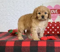 Barney, a male Cavapoo for sale in Dalton, OH – Photo 9 of 10
