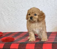 Barney, a male Cavapoo for sale in Dalton, OH – Photo 4 of 10