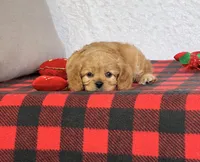 Barney, a male Cavapoo for sale in Dalton, OH – Photo 5 of 10