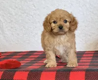 Barney, a male Cavapoo for sale in Dalton, OH – Photo 1 of 10