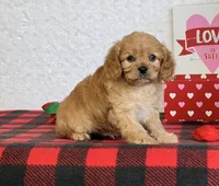 Barney, a male Cavapoo for sale in Dalton, OH – Photo 10 of 10