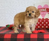 Barney, a male Cavapoo for sale in Dalton, OH – Photo 7 of 10
