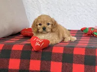 Barney, a male Cavapoo for sale in Dalton, OH – Photo 6 of 10