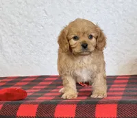 Barney, a male Cavapoo for sale in Dalton, OH – Photo 2 of 10