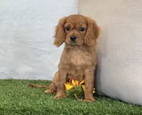 Josie , a female Cavalier King Charles Spaniel for sale in Dalton, OH – 10 of 10