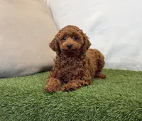 Hattie, a female Poodle - Miniature  for sale in Dalton, OH – 4 of 10