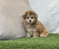 Kona, a female Bichpoo for sale in Dalton, OH – 3 of 10