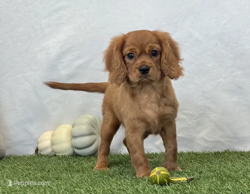 Josie  – Cavalier King Charles Spaniel puppy for sale in Dalton, OH