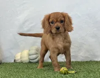 Josie , a female Cavalier King Charles Spaniel for sale in Dalton, OH – 1 of 10