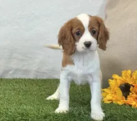 Janna , a female Cavalier King Charles Spaniel for sale in Dalton, OH – 9 of 10