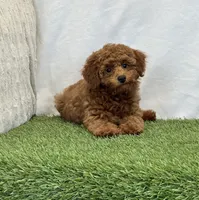 Hattie , a female Poodle - Miniature  for sale in Dalton, OH – 4 of 8