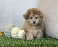 Kona, a female Bichpoo for sale in Dalton, OH – 7 of 10