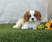 Jagger, a male Cavalier King Charles Spaniel for sale in Dalton, OH – 9 of 10
