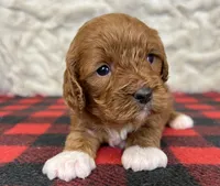 processed/a7359d70-41cc-4889-a8e2-96dd4e8ea138/listing/40a0b3fb-3169-47e5-9c1e-a37fff7fc6df/81102516-57e2-4782-8323-0711587d1eda