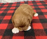 processed/a7359d70-41cc-4889-a8e2-96dd4e8ea138/listing/40a0b3fb-3169-47e5-9c1e-a37fff7fc6df/862b28ab-ec73-4df2-9093-e22c8bbfa8b4