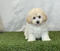 Kylie, a female Bichpoo for sale in Dalton, OH – 8 of 10