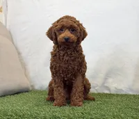 Hattie, a female Poodle - Miniature  for sale in Dalton, OH – 7 of 10