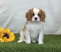 Jagger, a male Cavalier King Charles Spaniel for sale in Dalton, OH – 3 of 10