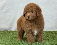 Leo, a male Bichpoo for sale in Dalton, OH – 7 of 10
