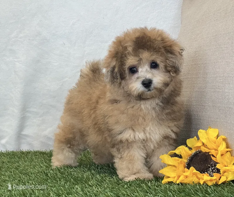 Kona – Bichpoo puppy for sale in Dalton, OH