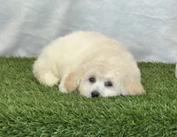 Kylie, a female Bichpoo for sale in Dalton, OH – 6 of 10
