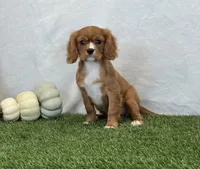 Juliet , a female Cavalier King Charles Spaniel for sale in Dalton, OH – 10 of 10