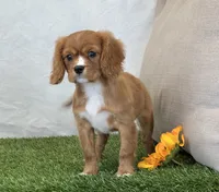 Juliet , a female Cavalier King Charles Spaniel for sale in Dalton, OH – 5 of 10