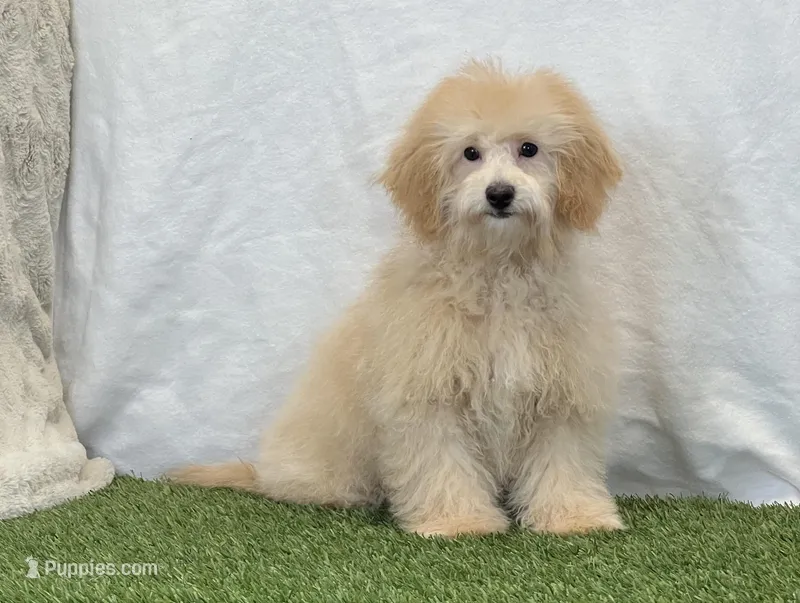 Stella – Bichon Frise, Poodle - Toy  puppy for sale in Dalton, OH
