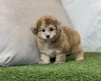 Kona, a female Bichpoo for sale in Dalton, OH – 8 of 10
