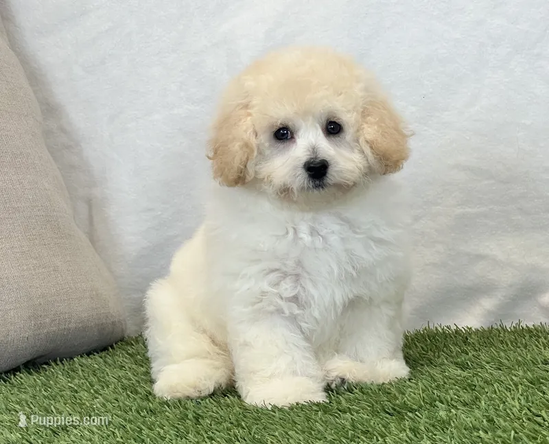 Kylie – Bichpoo puppy for sale in Dalton, OH