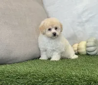 Kira , a female Bichpoo for sale in Dalton, OH – 4 of 10